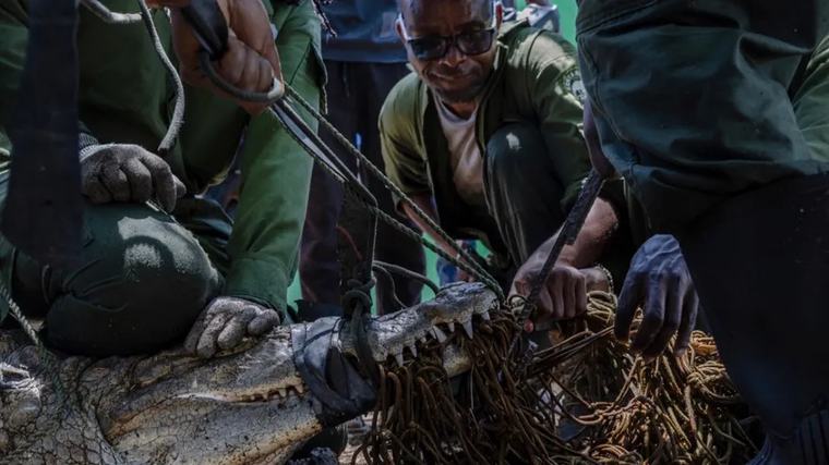 En Kenia, capturan y desplazan a cocodrilos que amenazan a poblaciones ribereñas