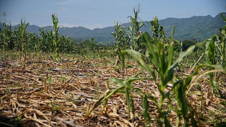 El Niño: el valor de actuar con anticipación