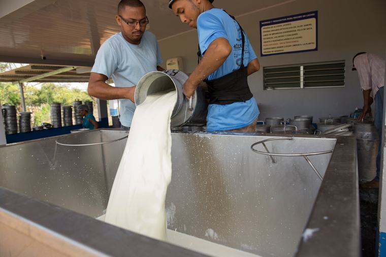 Producción láctea bajo presión por el fenómeno de El Niño