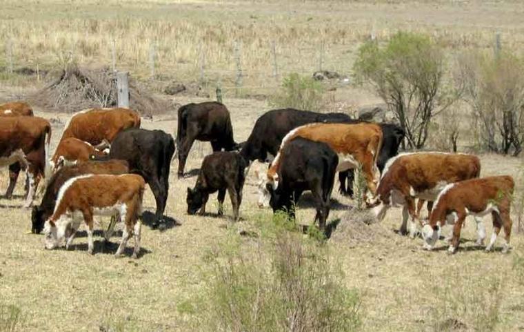 Vacuna contra la tristeza parasitaria: Uruguay la entregará gratis a productores ganaderos