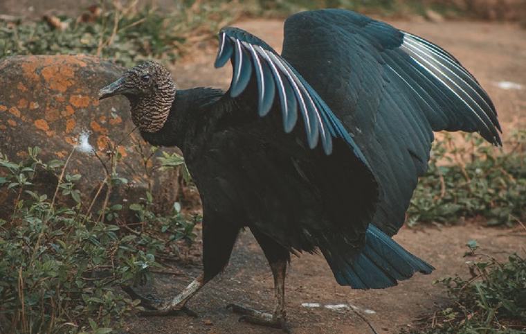 En el día del gallinazo, llamamos a una reflexión