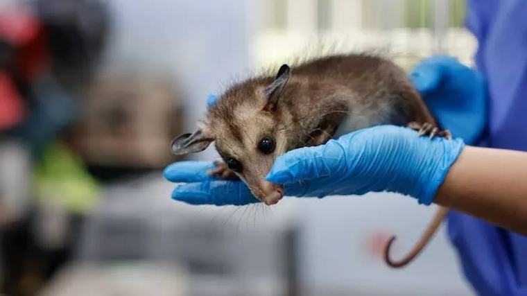 Médicos veterinarios advierte riesgos en la prevención de zoonosis tras destituciones en el sector público