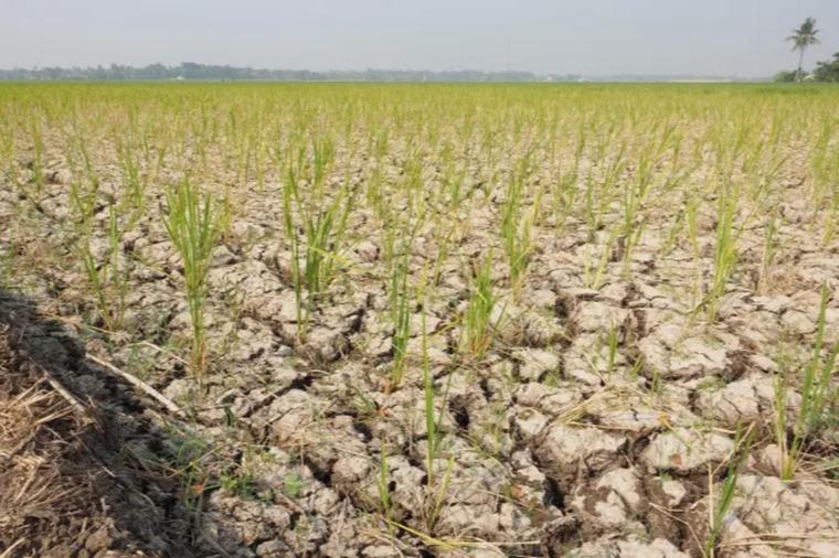 La asociación plantea reforzar la gestión del agua, los sistemas de riego y el apoyo a productores antes de la llegada de la estación seca. ( AFP )